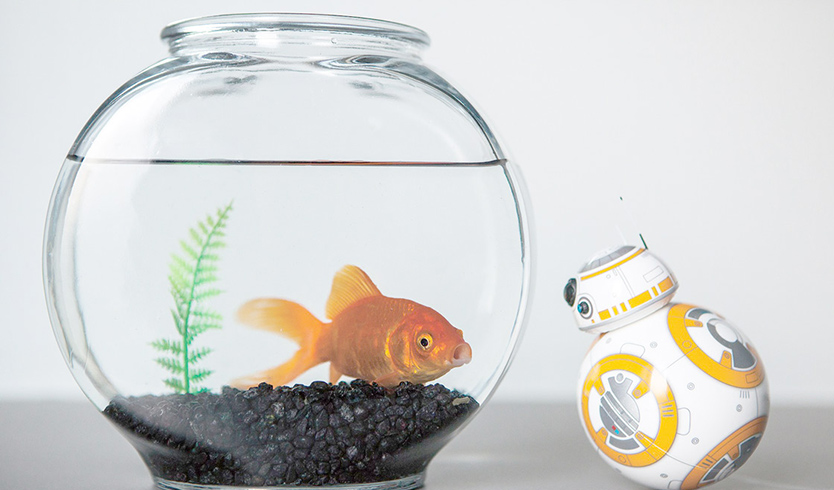 The first flowers in space